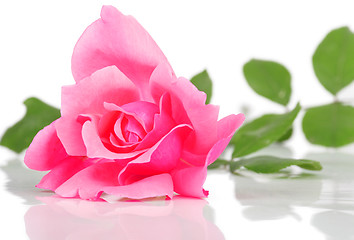 Image showing pink rose