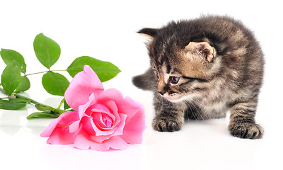 Image showing  cute one month old kitten with a rose