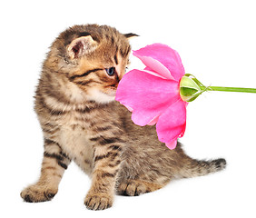 Image showing  cute one month old kitten with a rose