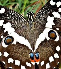Image showing Great emperor butterfly