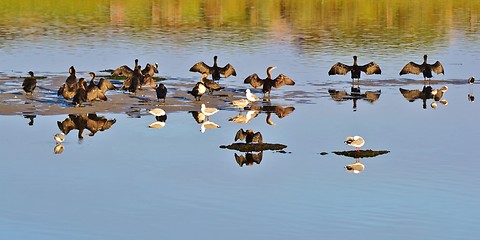 Image showing Drying place for Cormorants