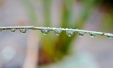 Image showing Raindrops on flower stem