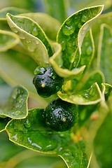 Image showing Raindrops on Kumquat