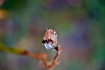 Image showing Garden snail