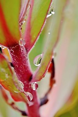 Image showing Pink rain drop