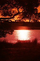 Image showing Sunset near a lake in a Dutch Forest