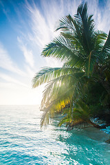 Image showing Shining sun on nice beach with palm trees