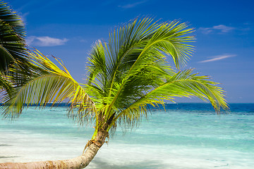 Image showing tropical beach with coconut palm