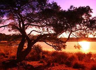 Image showing Sunset near a lake in a Dutch Forest