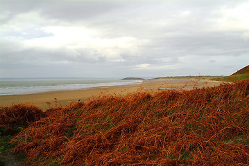 Image showing red farn at bay