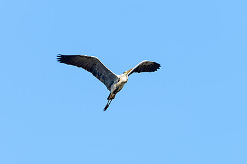 Image showing Common heron