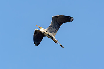 Image showing Common heron