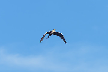Image showing Common heron
