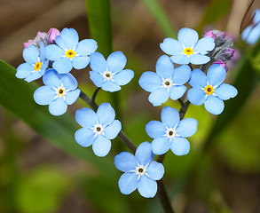 Image showing Flowers forget-me-in the form of heart. 