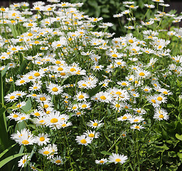 Image showing Beautiful daisies