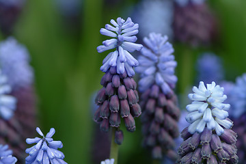 Image showing hyacinth