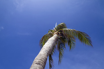 Image showing Tall Palm Tree