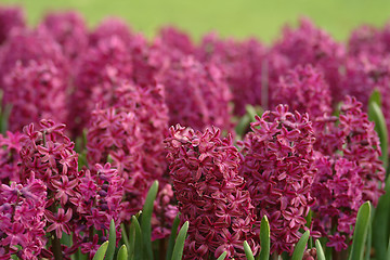 Image showing violet  hyacinth
