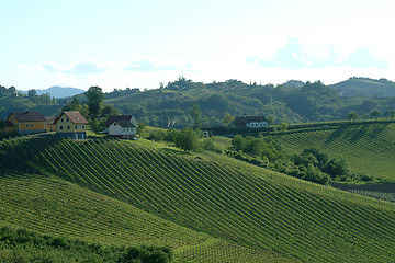 Image showing vineyard