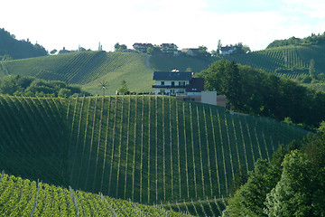 Image showing vineyard