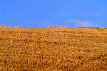 Image showing cornfield