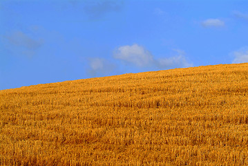 Image showing cornfield