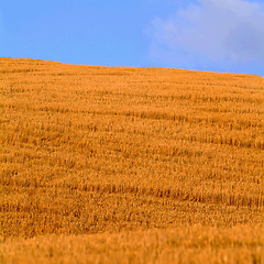 Image showing cornfield