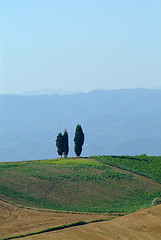 Image showing cypresses