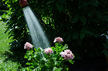 Image showing Watering geraniums