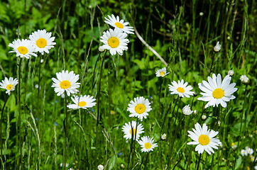 Image showing Summer flowers