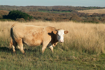 Image showing cow on meadow