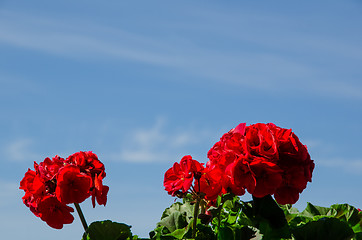 Image showing Red geraniums