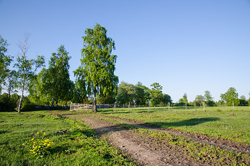 Image showing Yellow flowers in rural landscape
