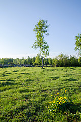 Image showing Yellow flowers in green landscape