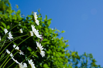 Image showing Daisies at green background