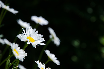 Image showing Daisies at dark background