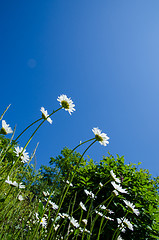 Image showing Daisies at blue sky