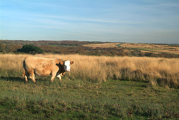 Image showing cow on meadow