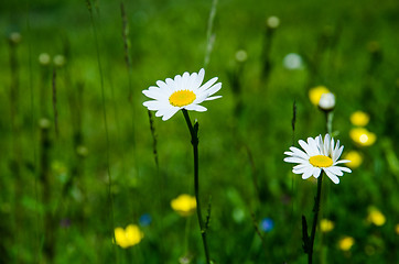 Image showing Daisies in summer field