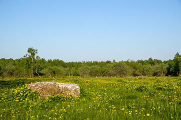 Image showing Rock among yellow flowers