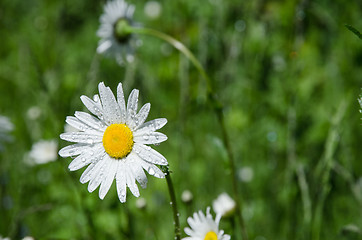 Image showing Daisy with water drops