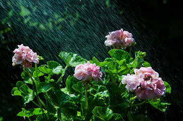 Image showing Refreshing geraniums