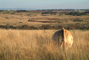 Image showing cow on meadow