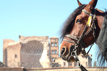 Image showing horse infront ruine