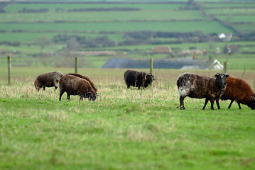 Image showing black sheep