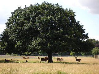 Image showing Deers in the park