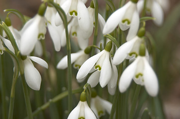 Image showing Snowdrops