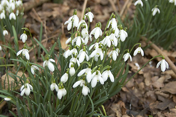 Image showing Snowdrops