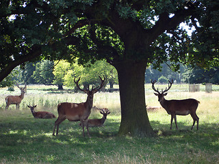 Image showing Deers in the park