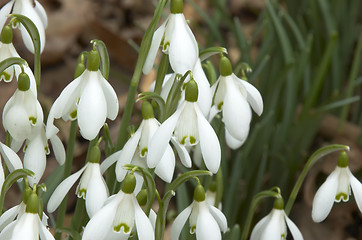 Image showing Snowdrops
